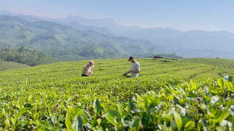Von der Idee zum Geschmack – Die Reise unseres Sticky Chai